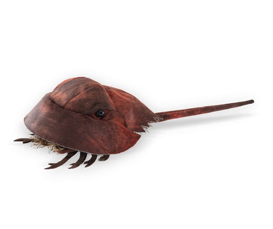 Puppet Horsehoe Crab
